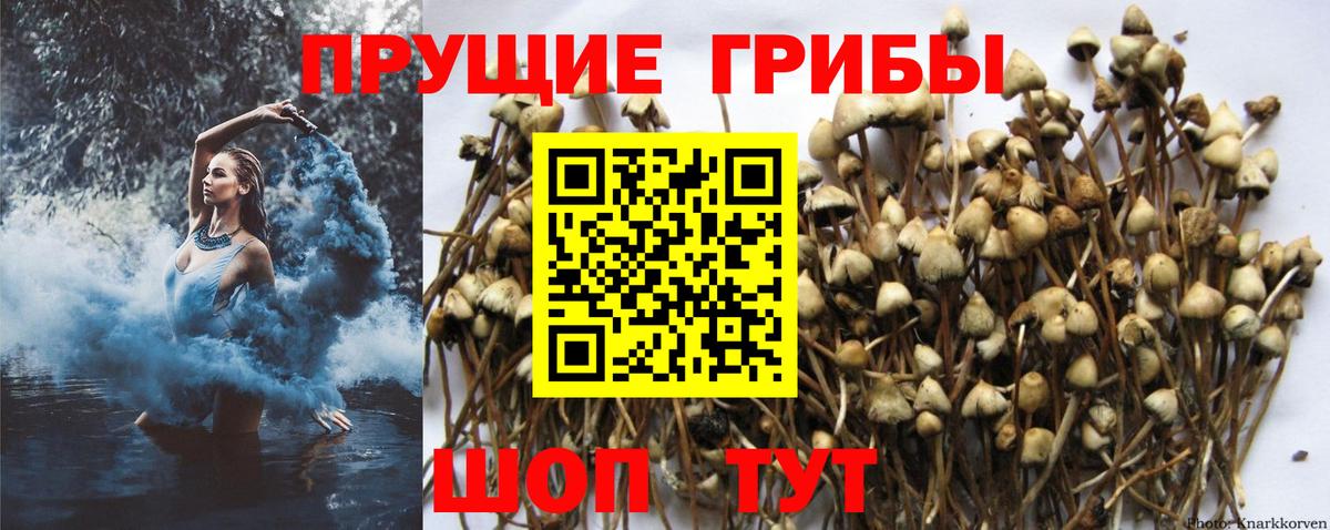 Лиски  Галлюциногенные грибы Psilocybine cubensis  Вход с VPN 